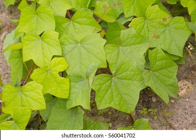 Луносемянник золотистый