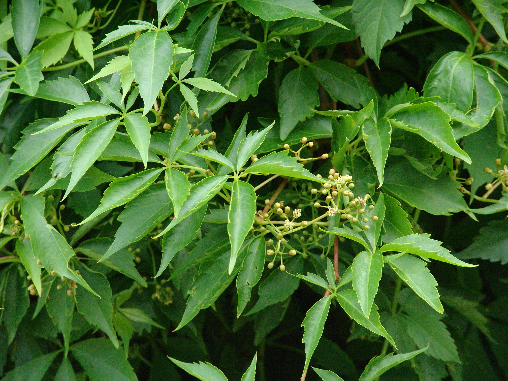 Девичий виноград прикрепленный