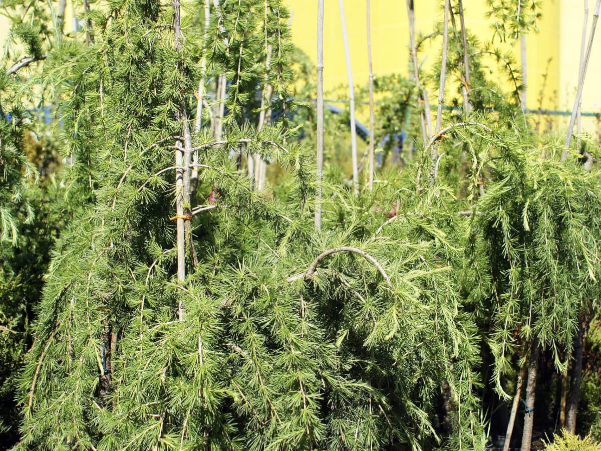 Лиственница европейская Лиственница европейская