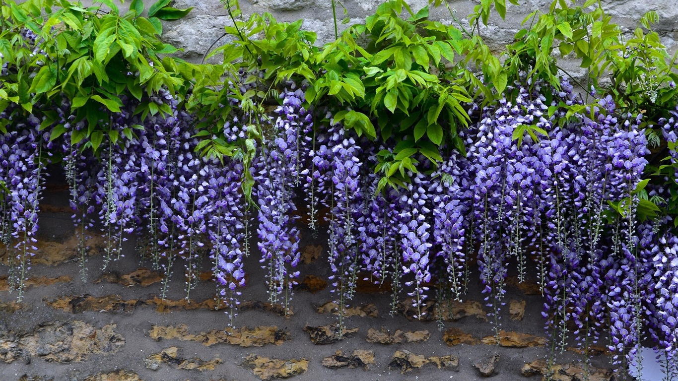 Глициния пушистая