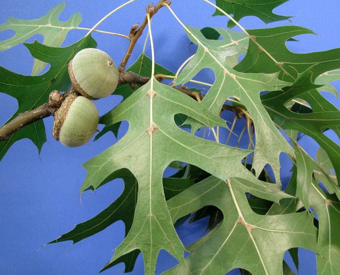 Дуб болотный