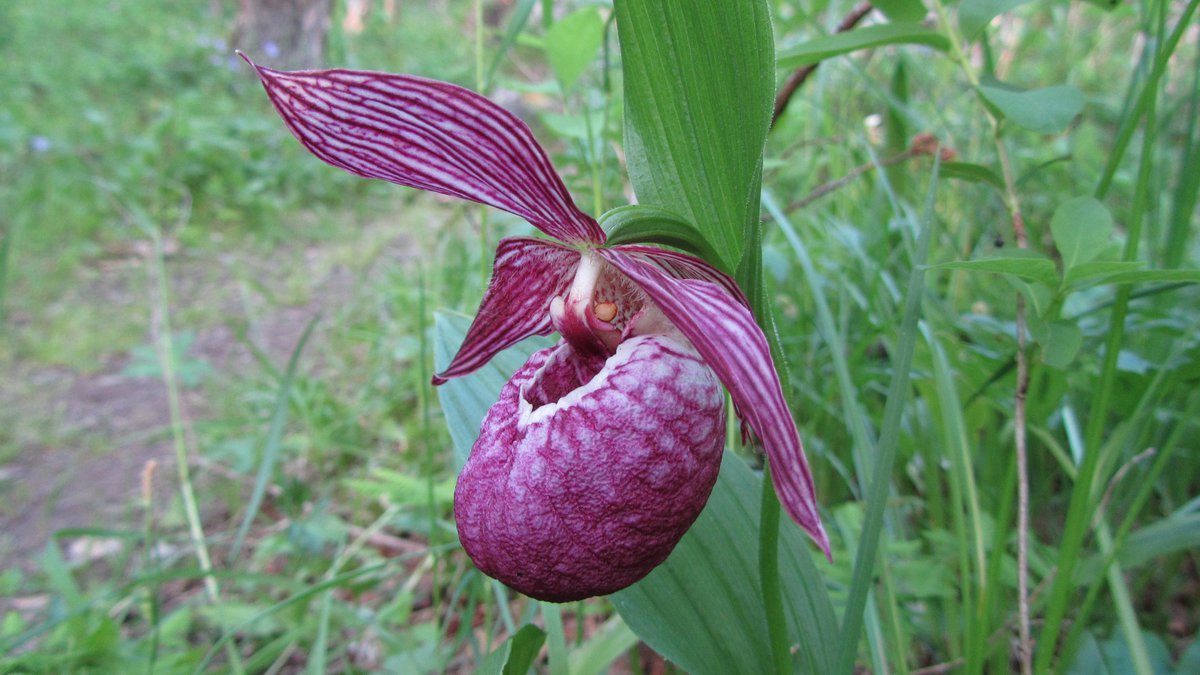 Башмачок шансийский