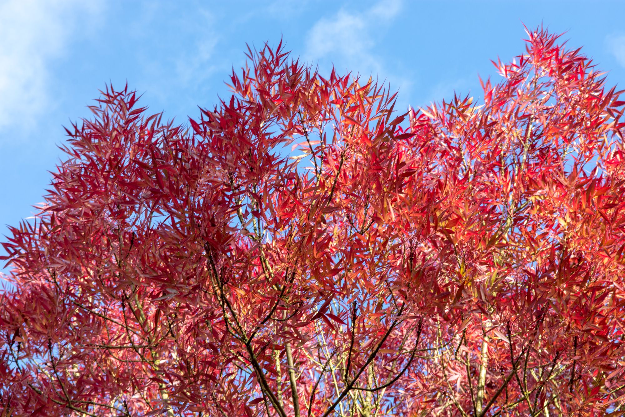 Ясень узколистный Ясень узколистный