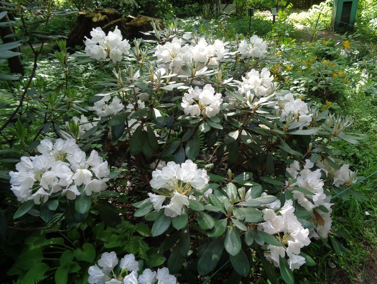 Рододендрон короткоплодный