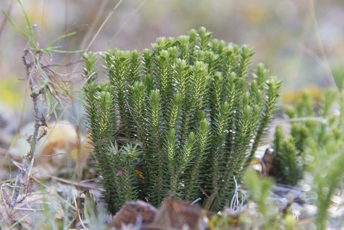 Баранец арктический