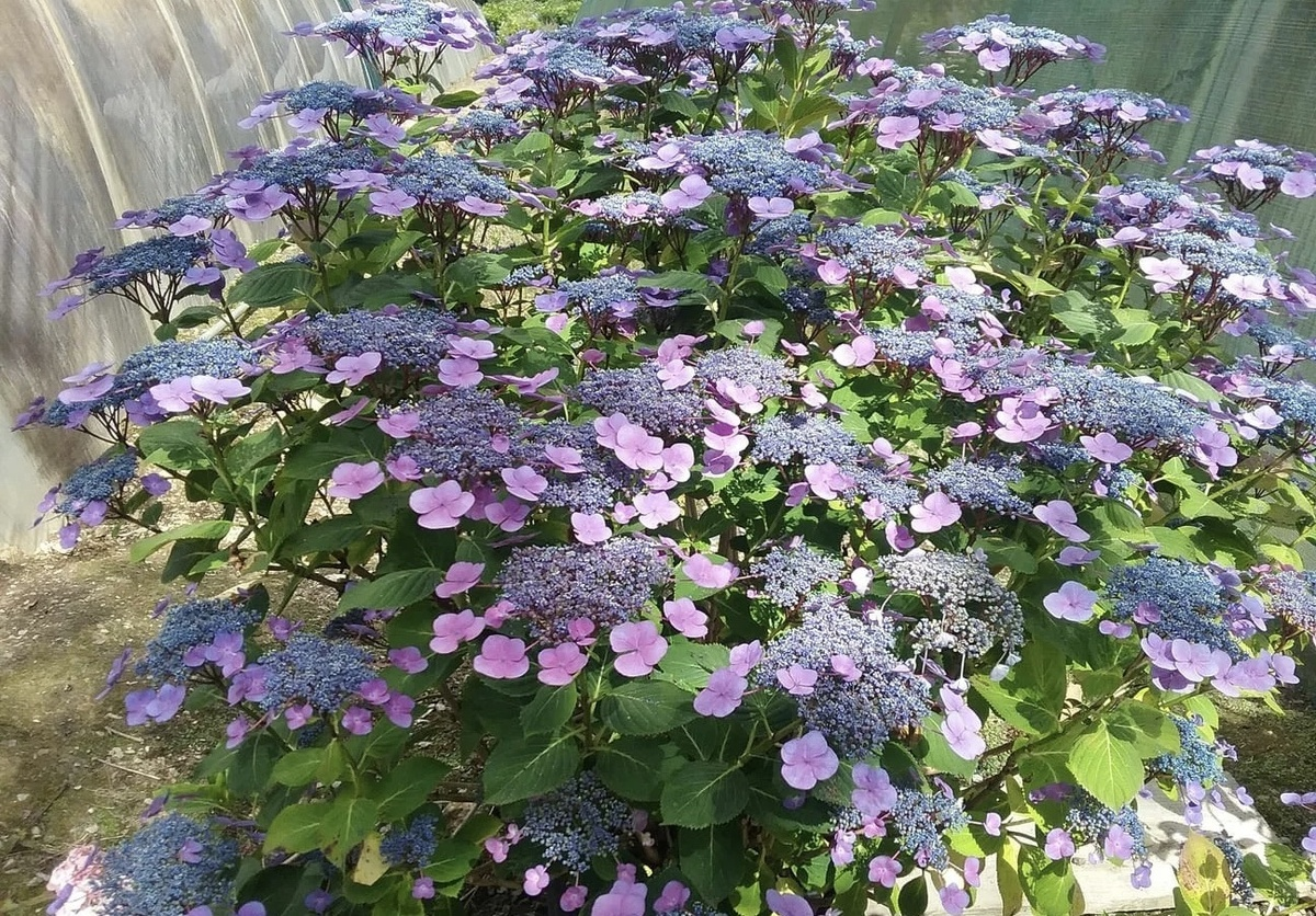 Гортензия Саржента