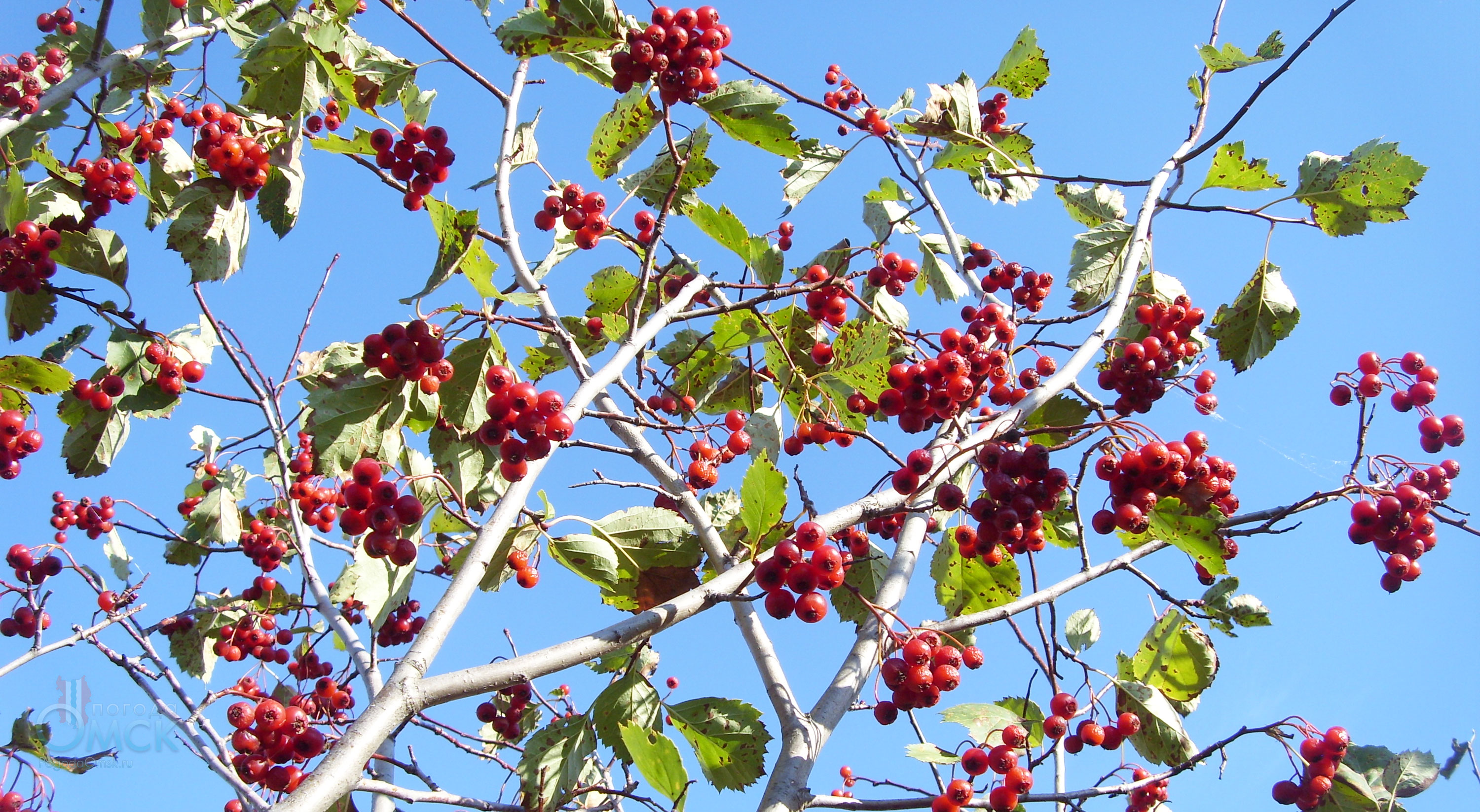 Боярышник кроваво-красный