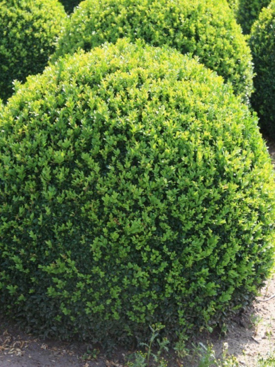 Самшит Самшит