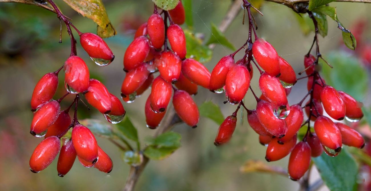 Барбарисовые Барбарисовые