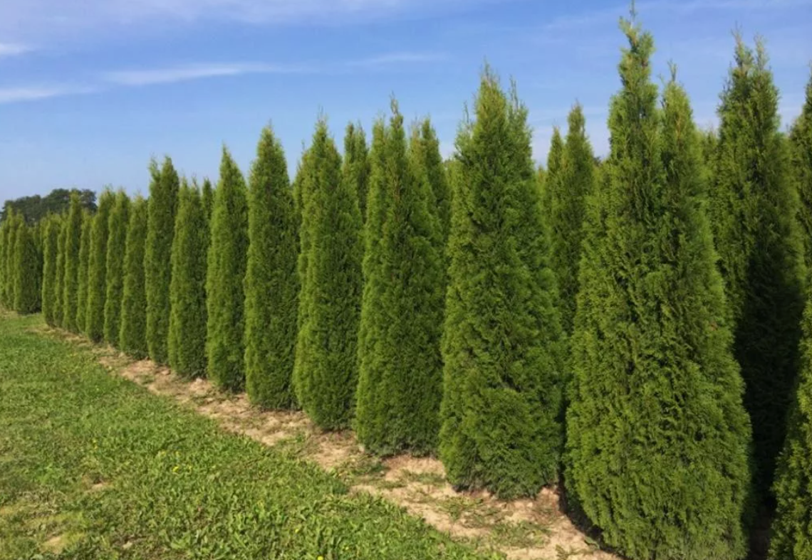 Туя западная Туя западная