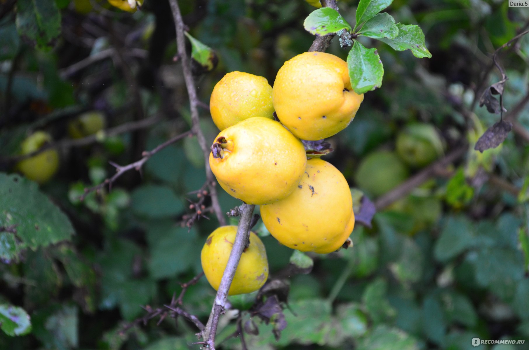 Айва яблоковидная