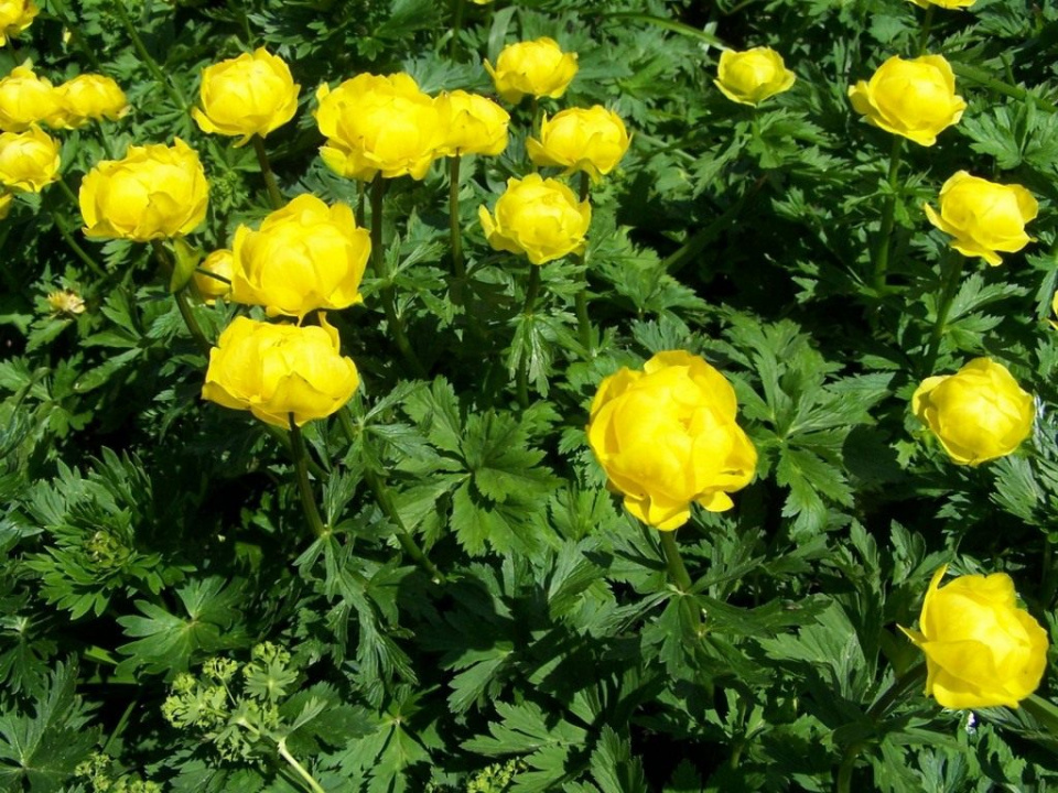 Купальница европейская