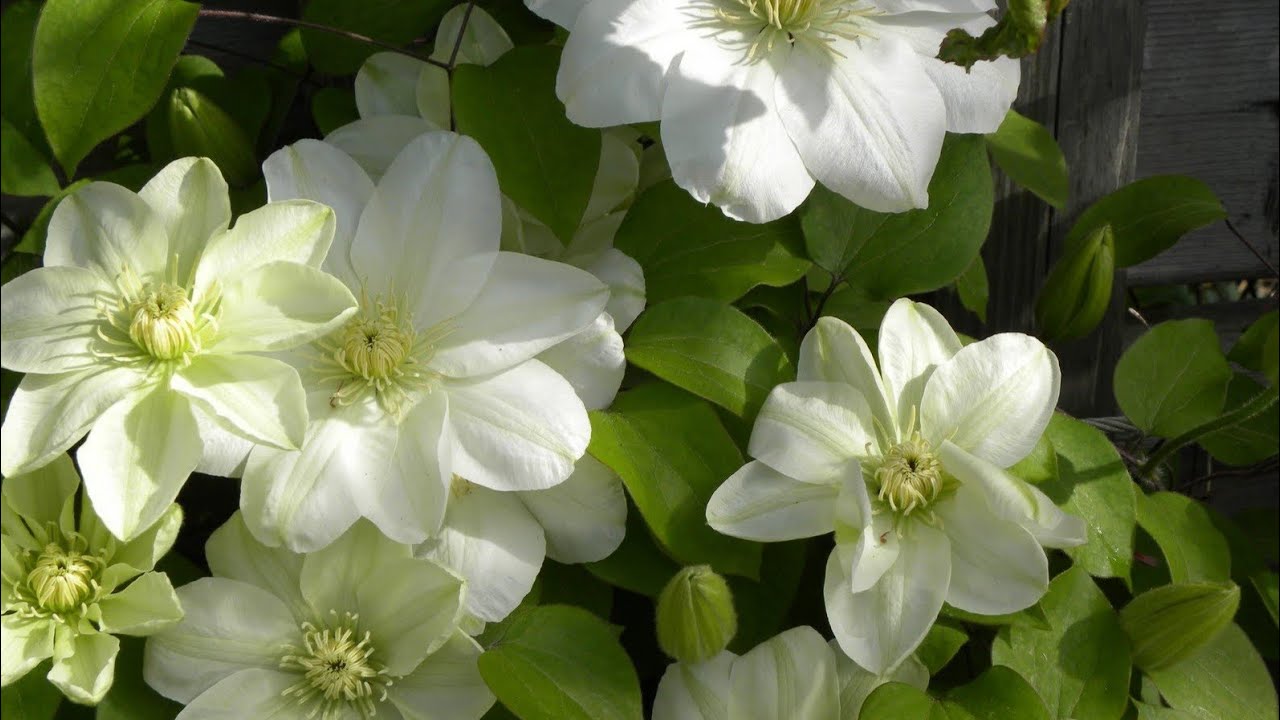 Клематис Флорида