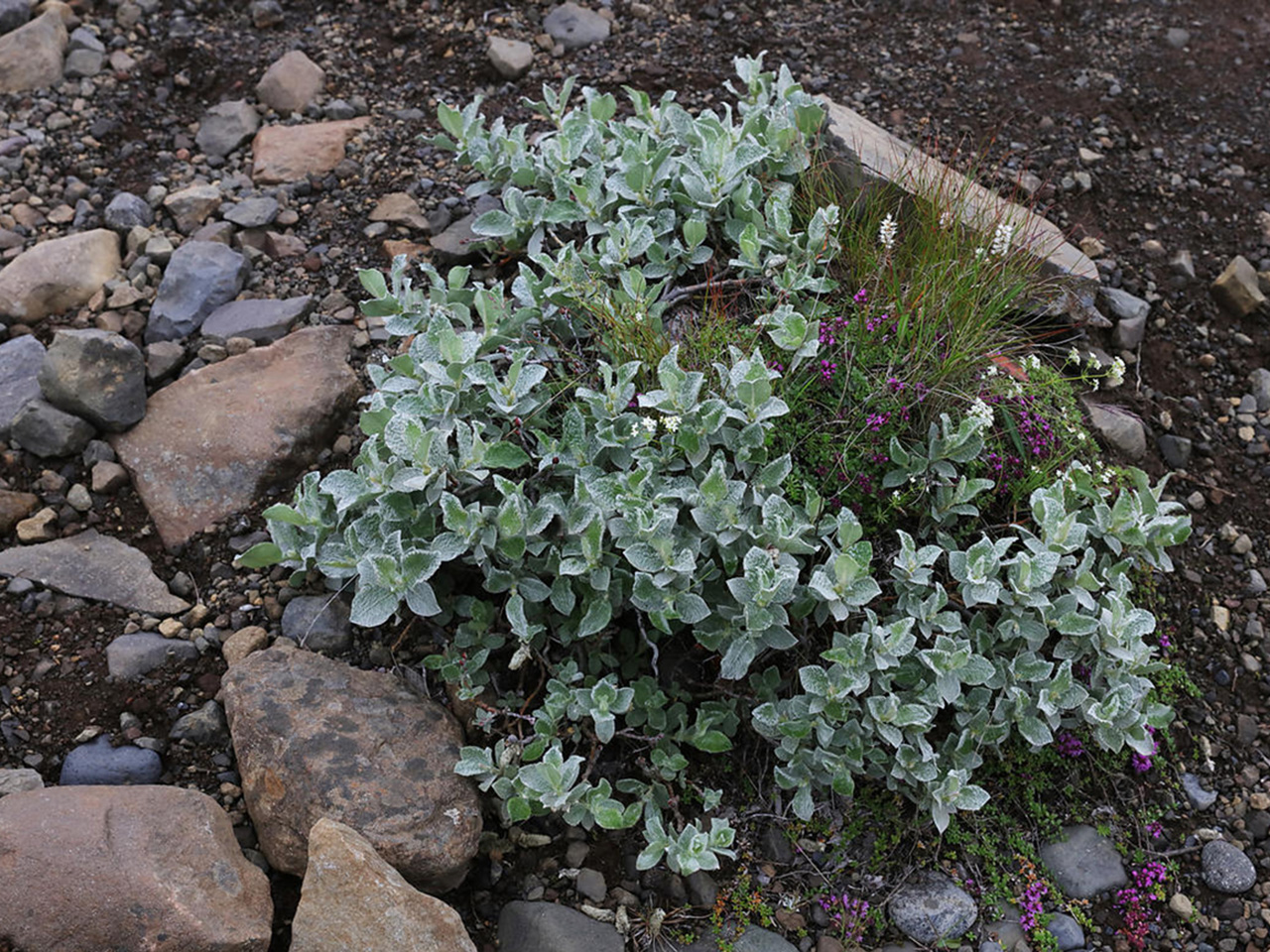 Ива мохнатая