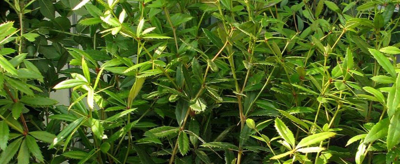 Барбарис Юлианы Барбарис Юлианы