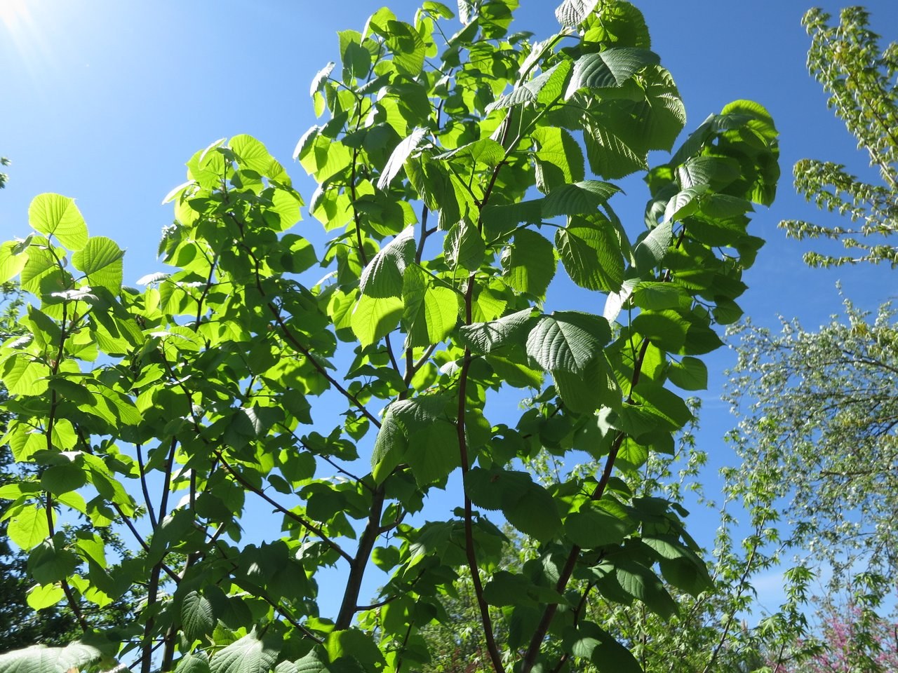 Липа кавказская Липа кавказская