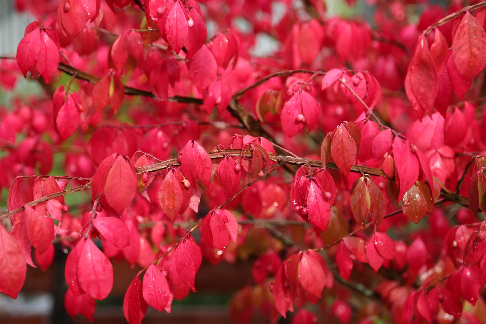 Бересклет европейский