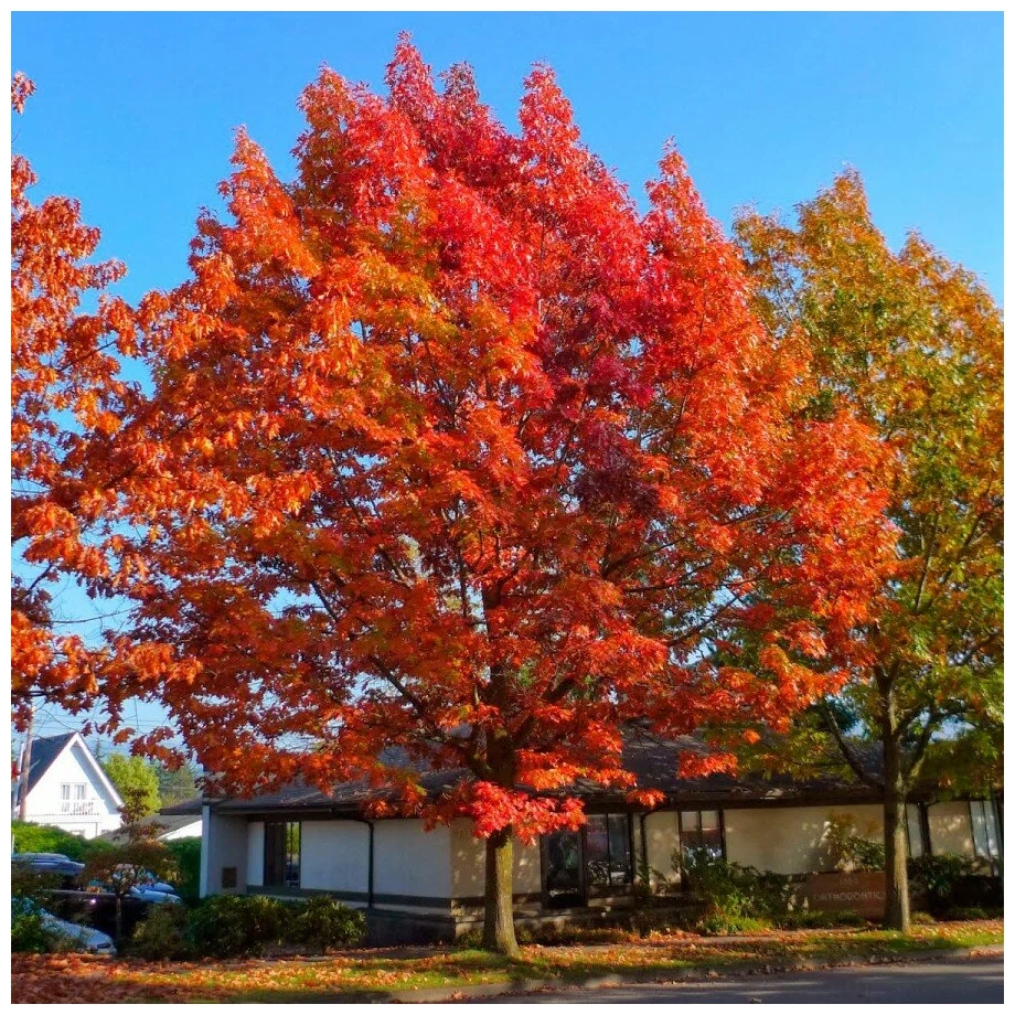 Дуб красный Дуб красный