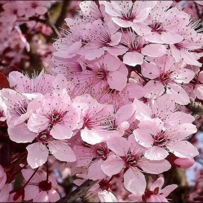 Черемуха виргинская