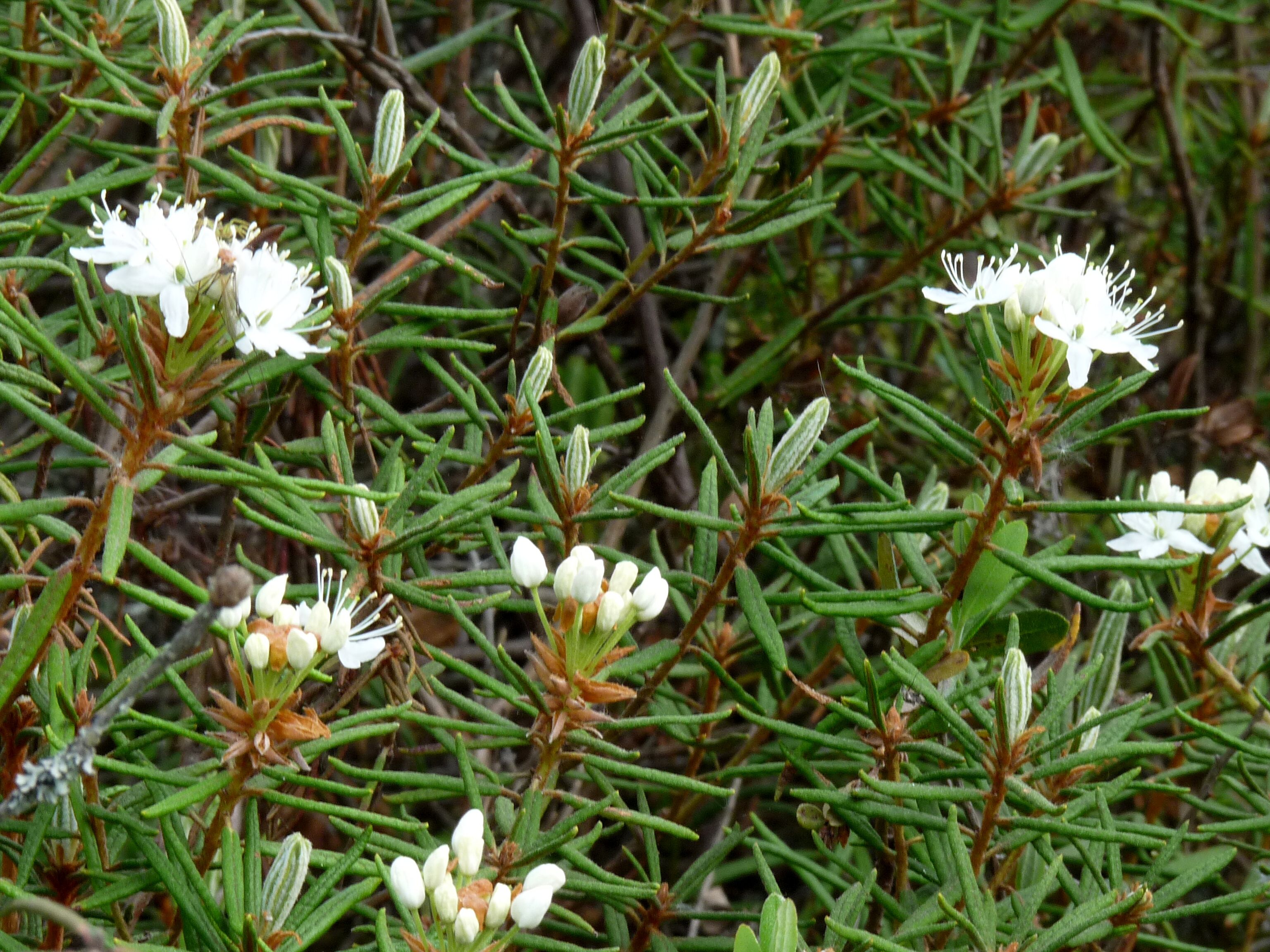 Багульник подбел