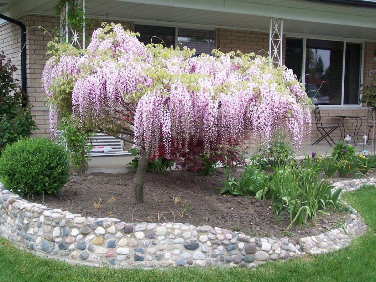 Глициния кустарниковая Глициния кустарниковая