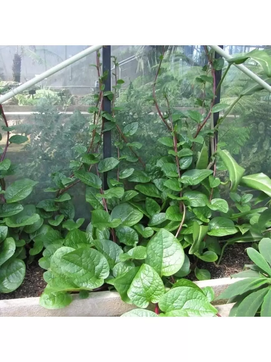 Базелловые