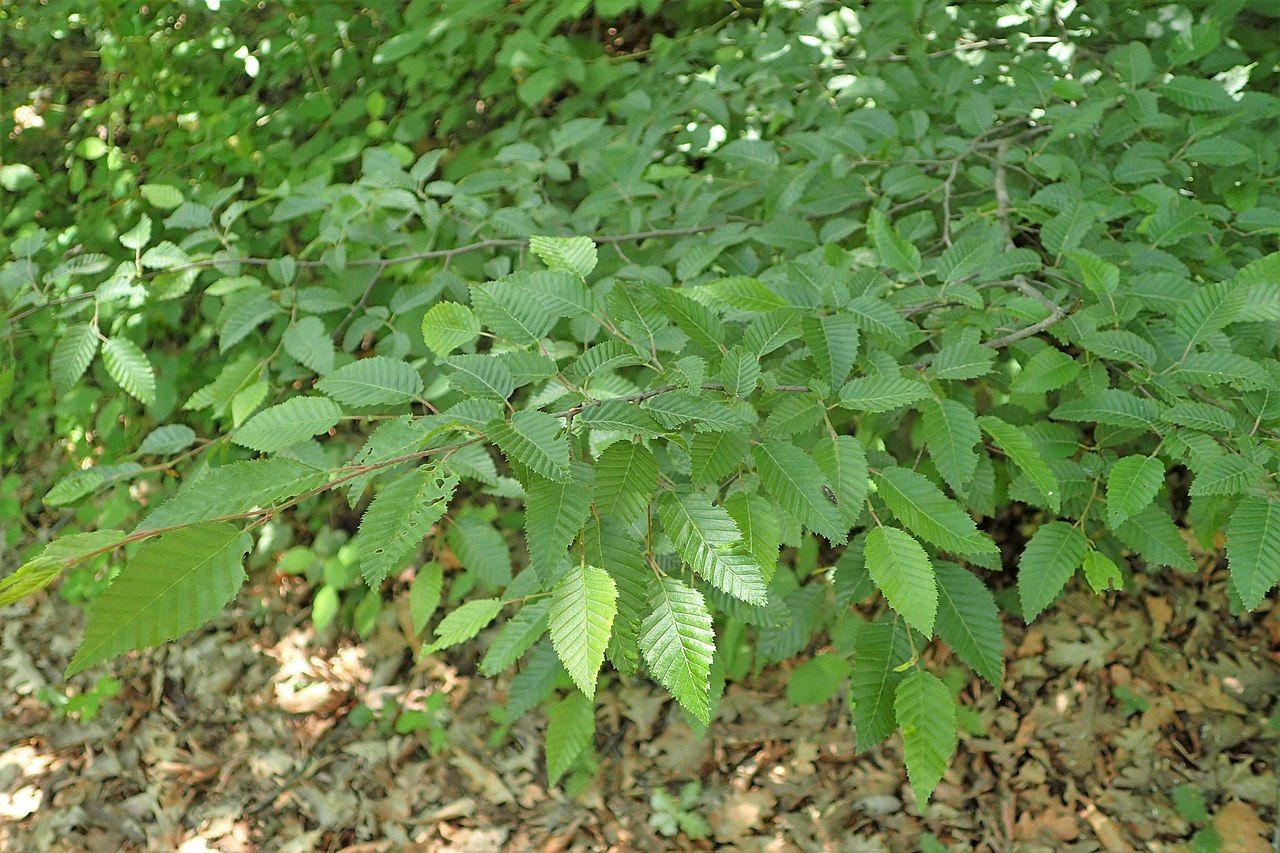 Граб восточный Граб восточный