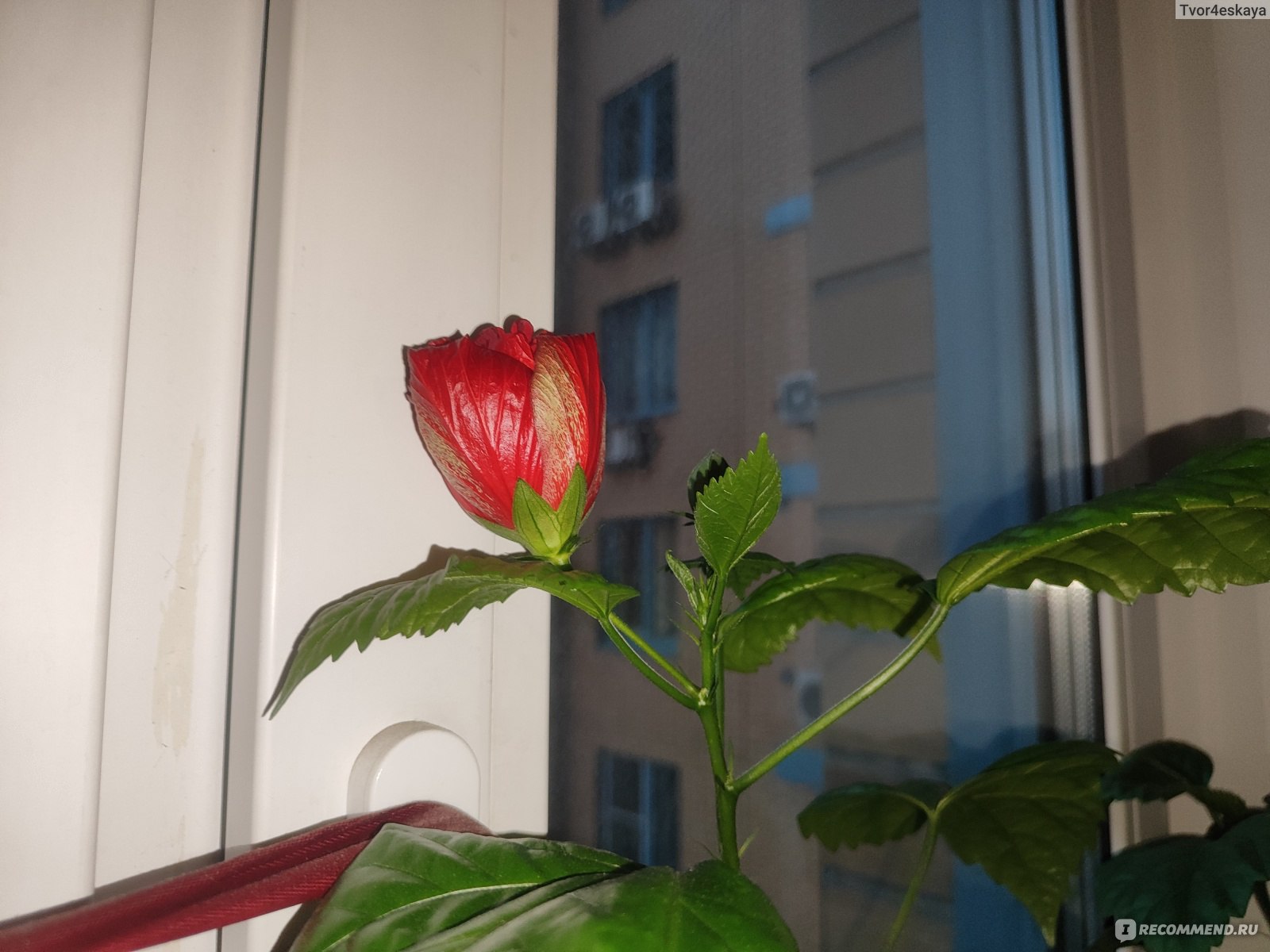 Роза китайская