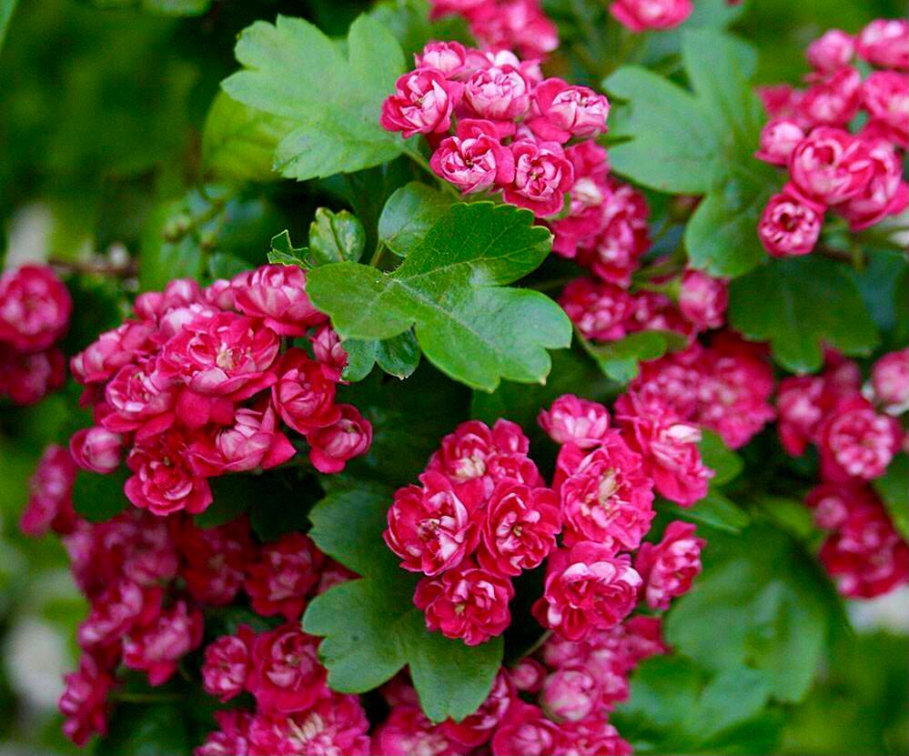 Боярышник колючий