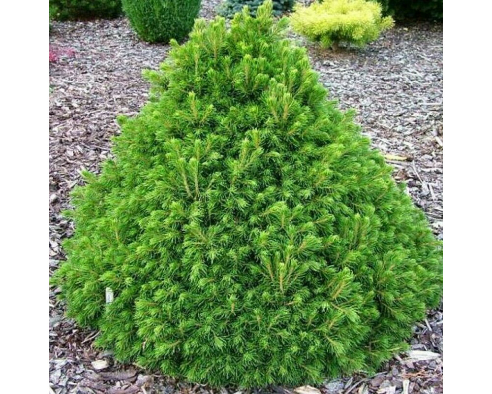 Ель обыкновенная