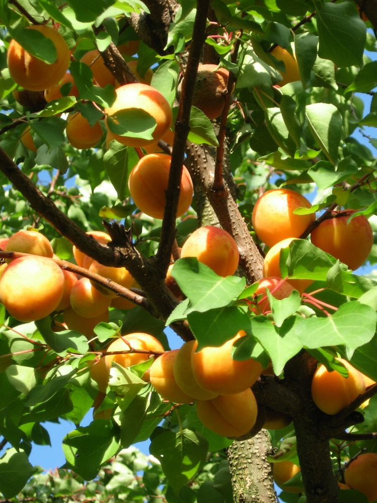Абрикос обыкновенный