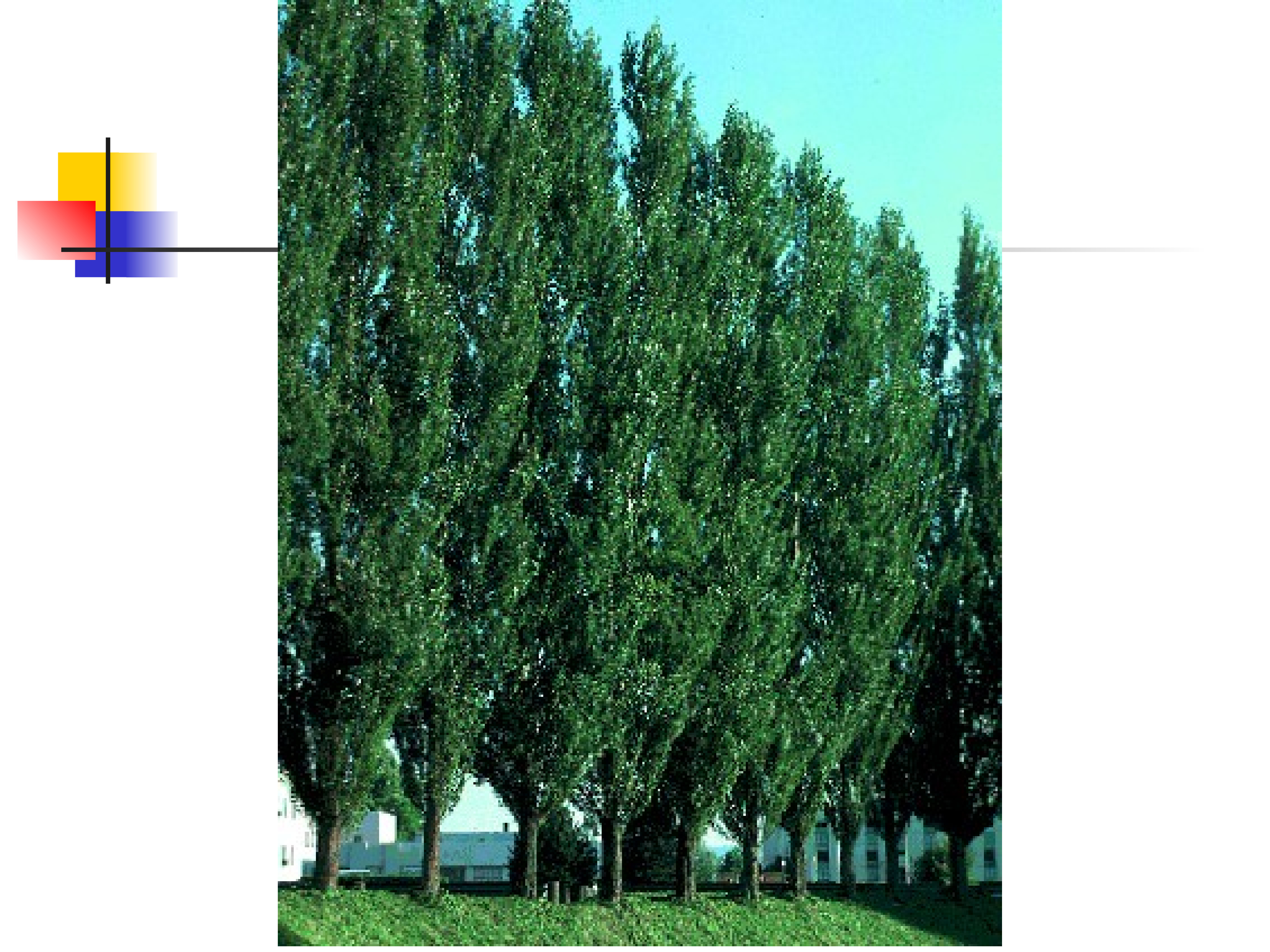 Тополь пирамидальный