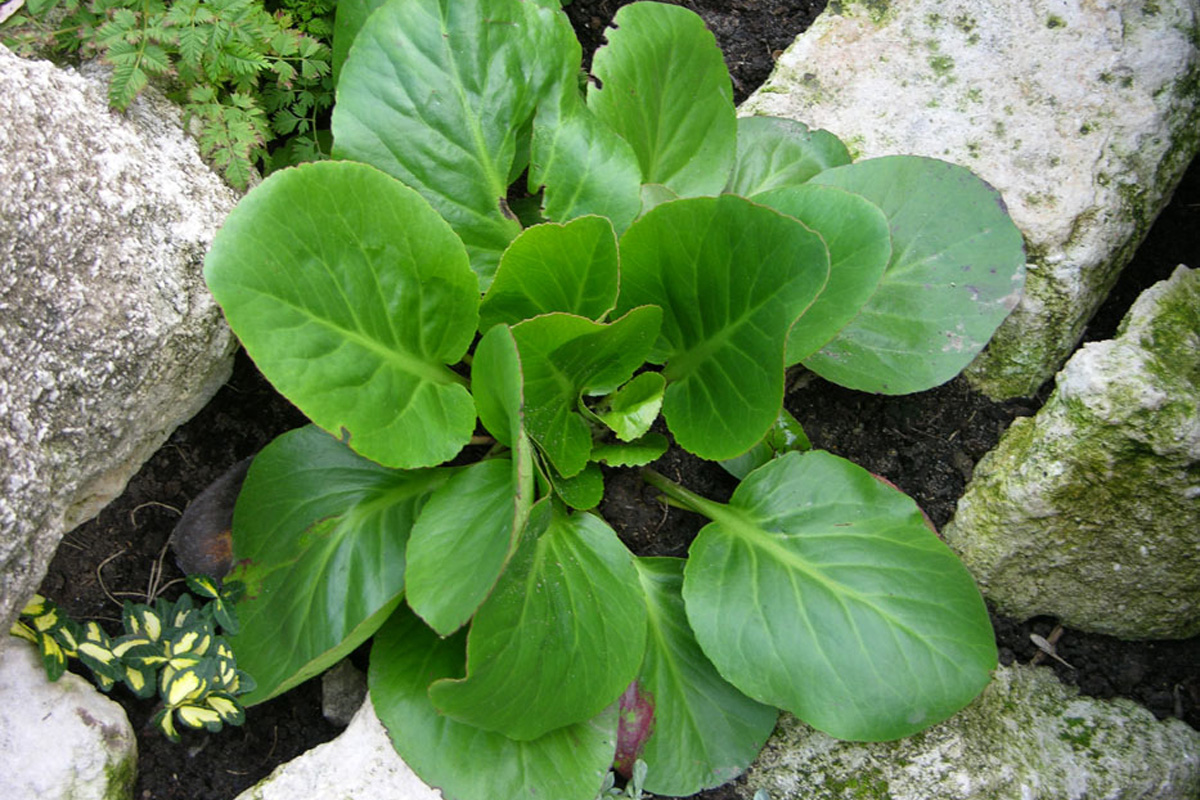 Бадан толстолистный