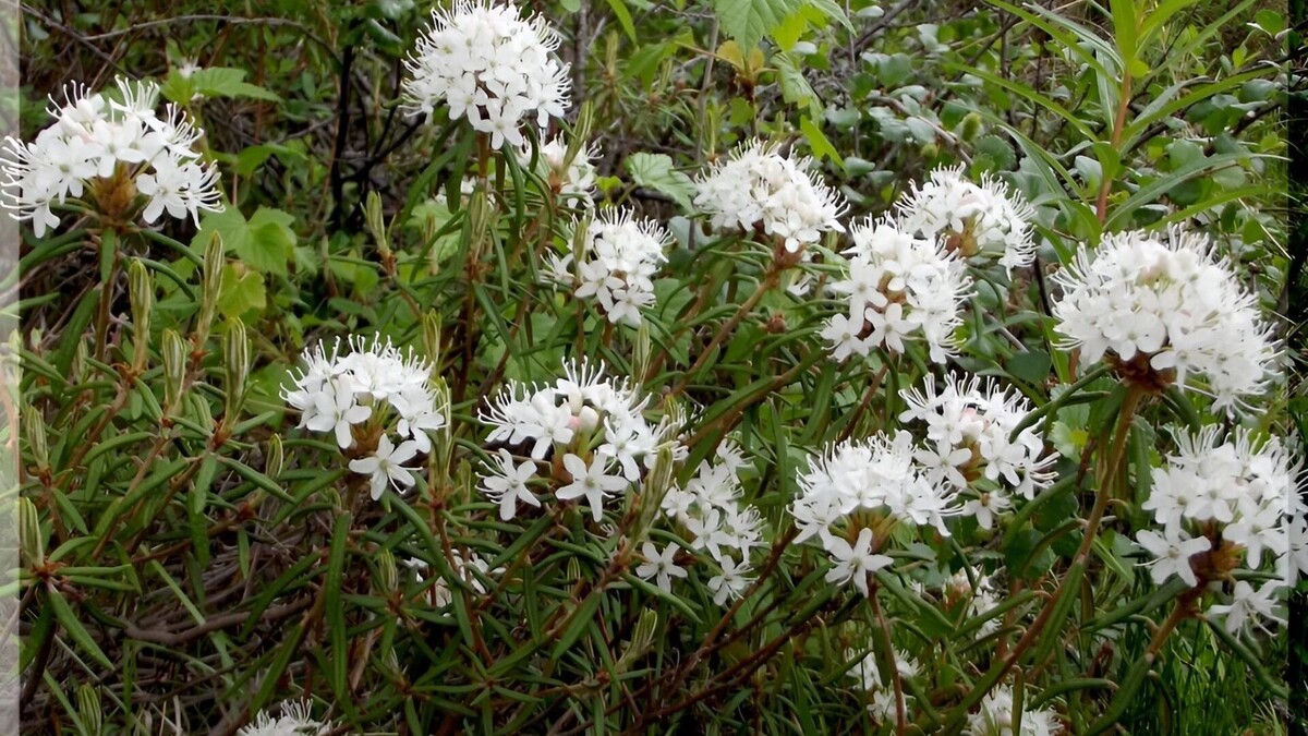 Багульник крупнолистный