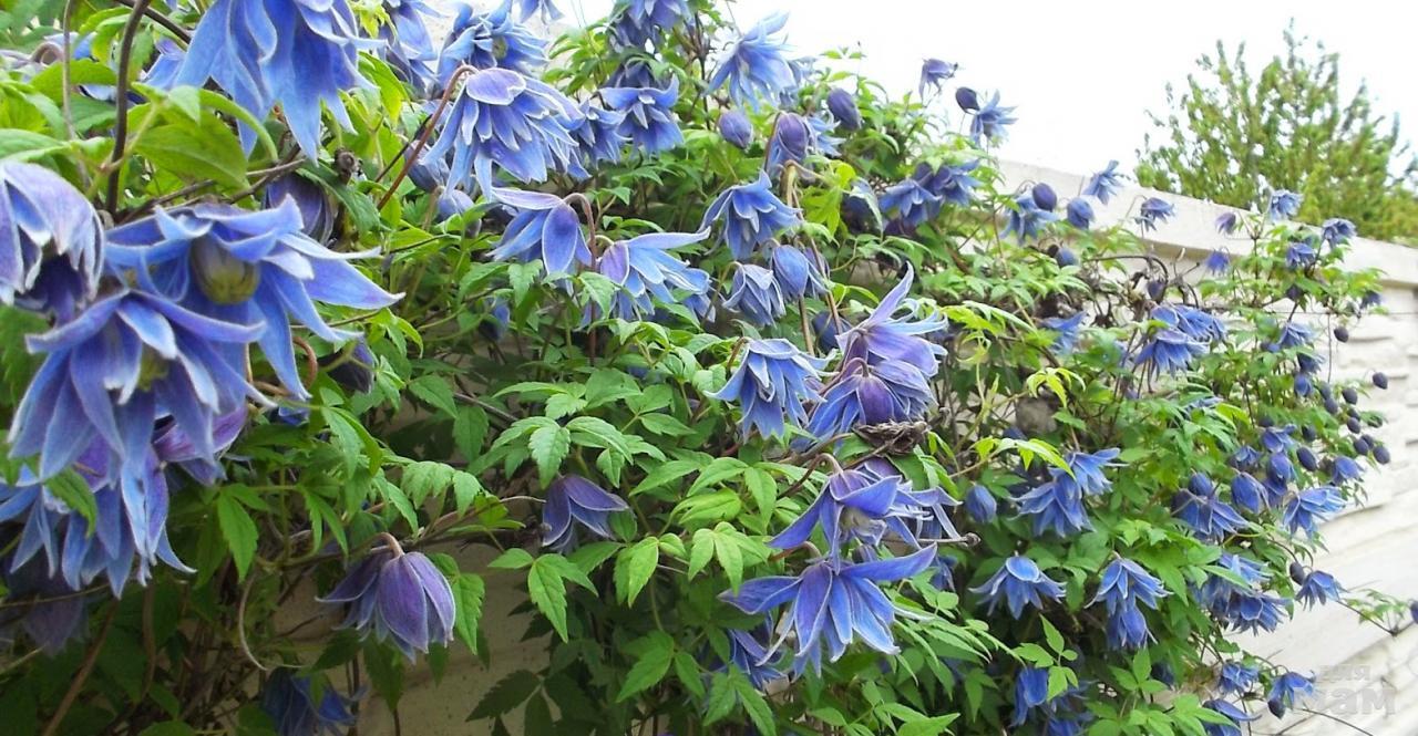 Княжик Арманда Княжик Арманда