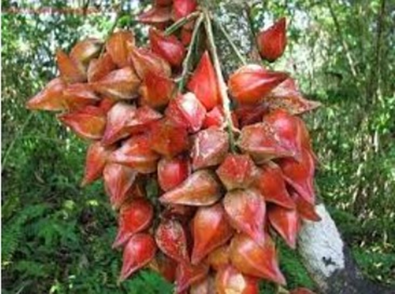 Баккорея вкусная