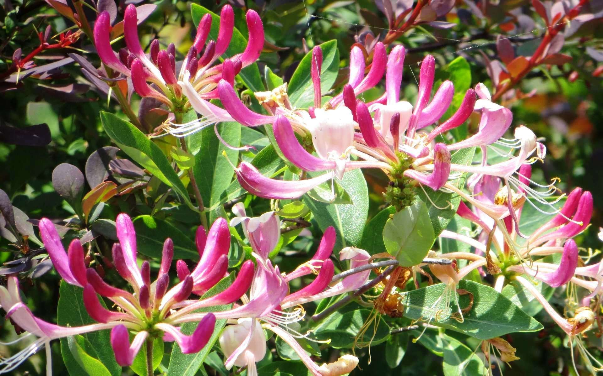 Жимолость каприфоль