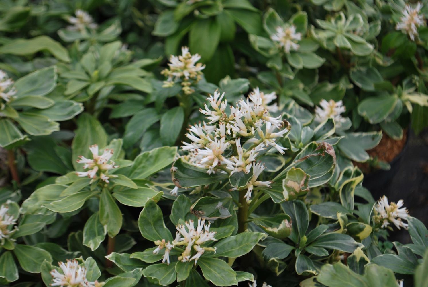 Пахизандра Пахизандра