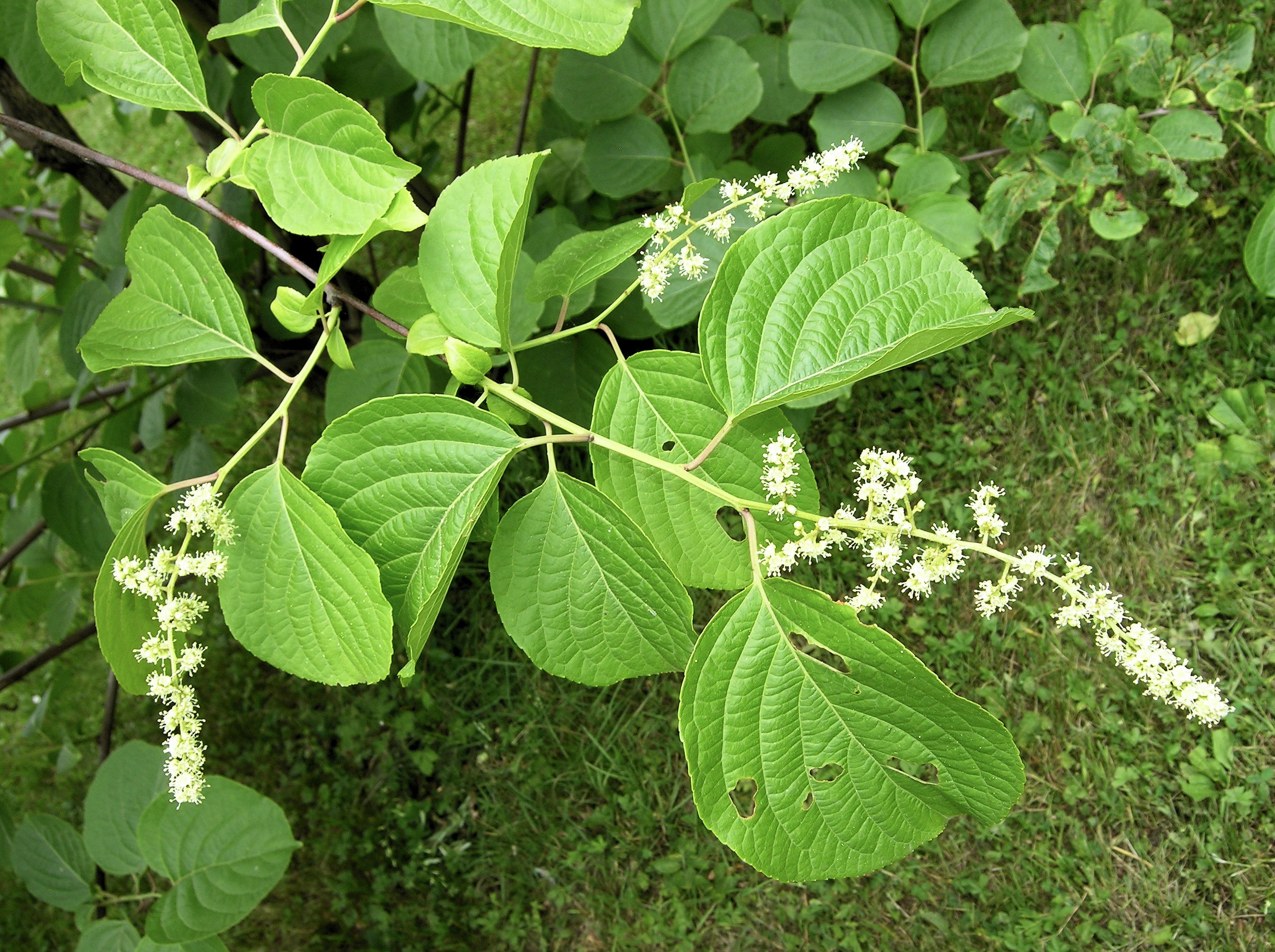 Древогубец