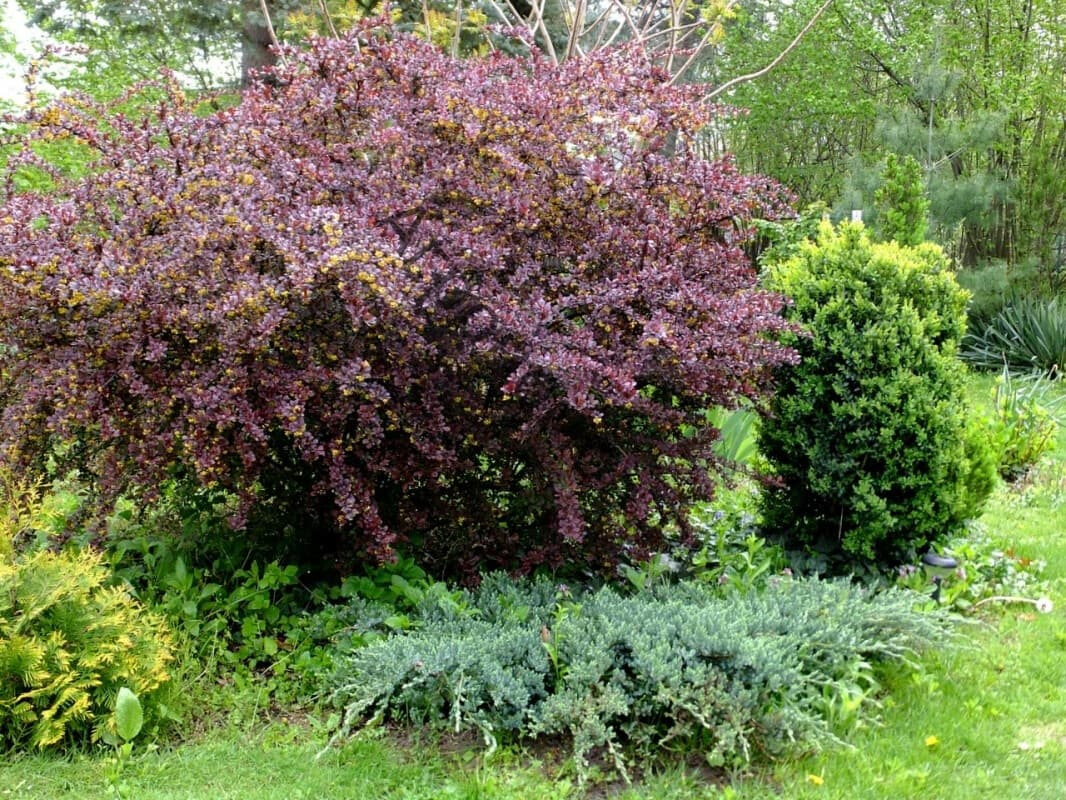 Барбарис сетчатолистный