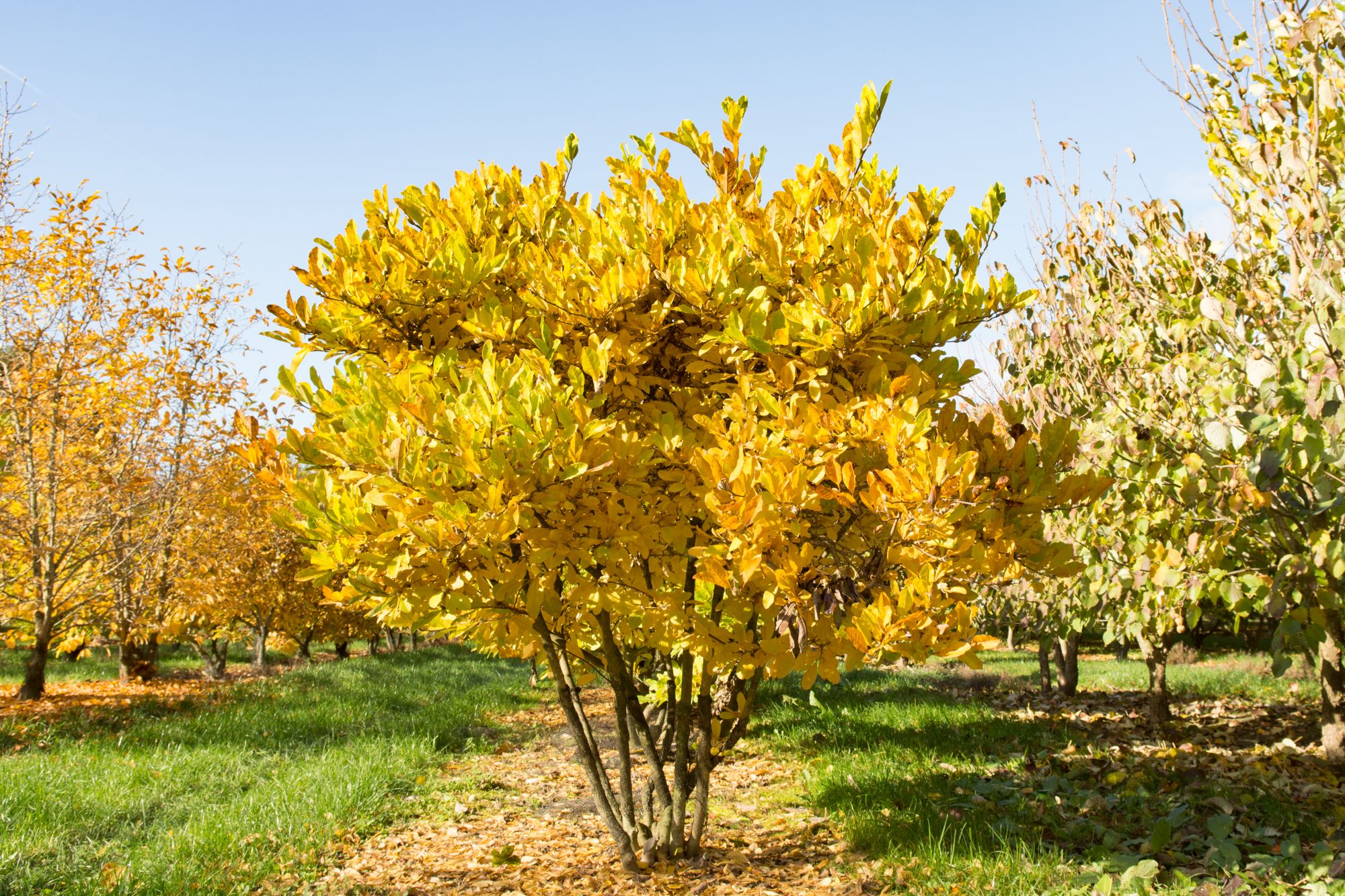 Магнолия звездчатая
