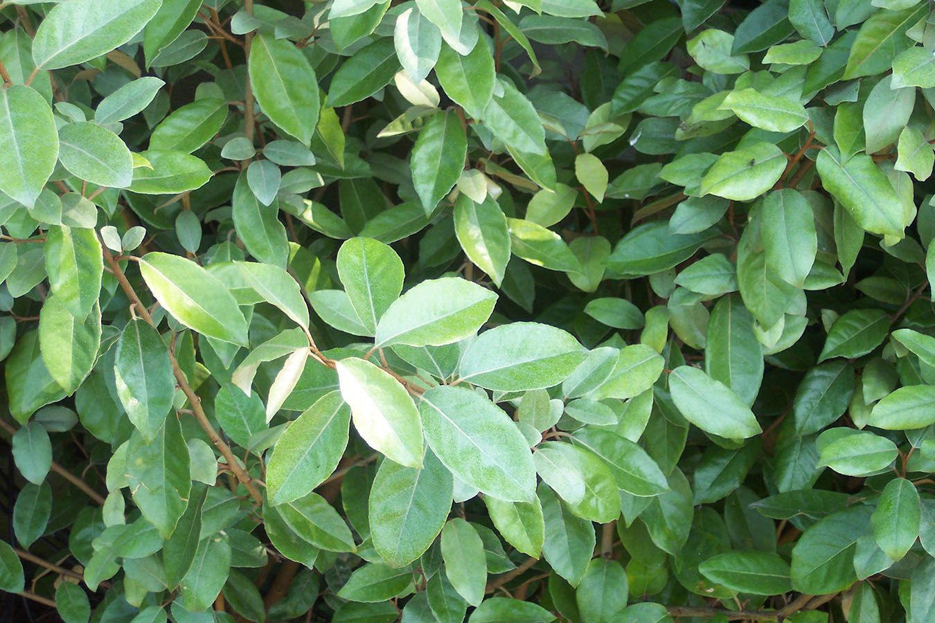 Лох Эббинга