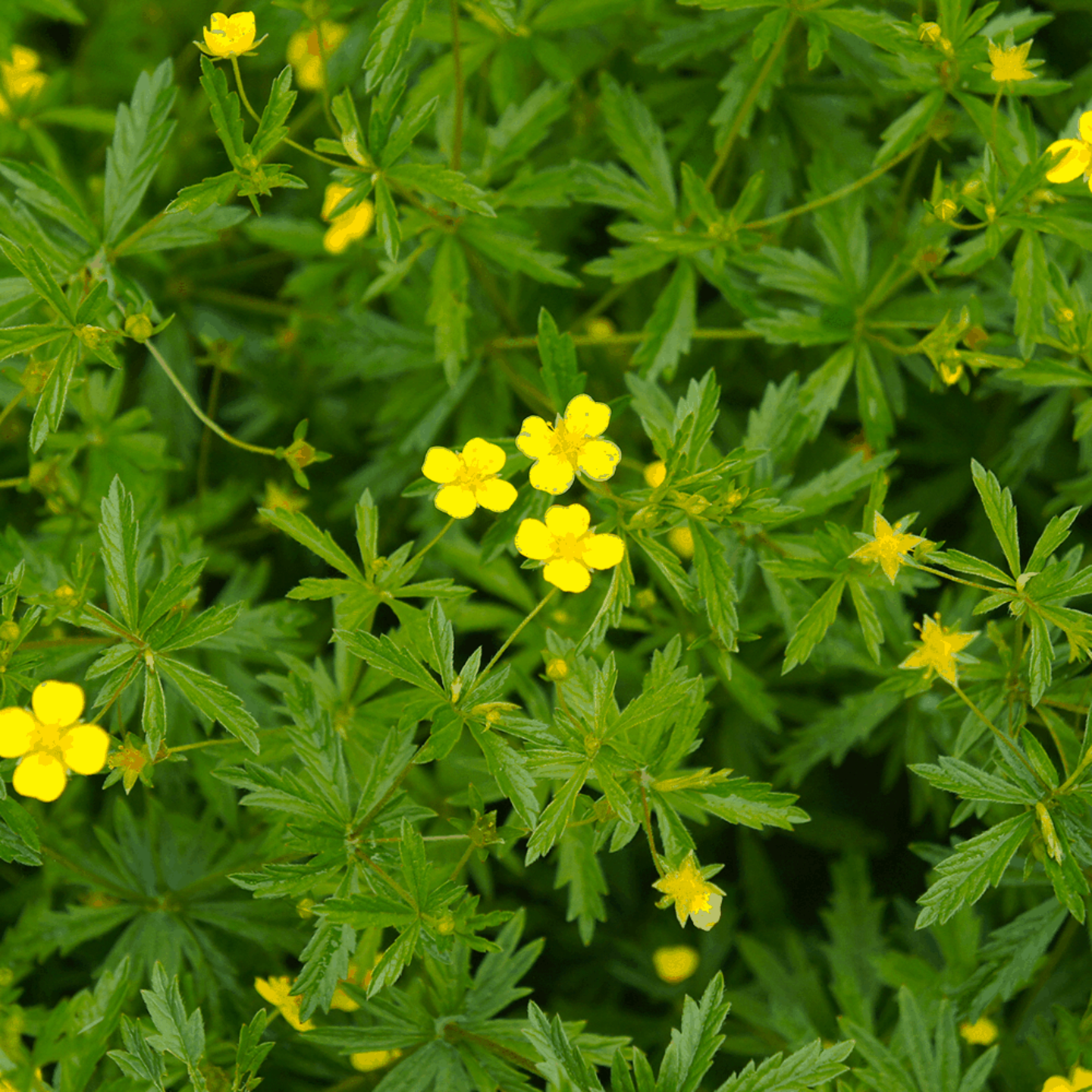 Лапчатка прямостоячая