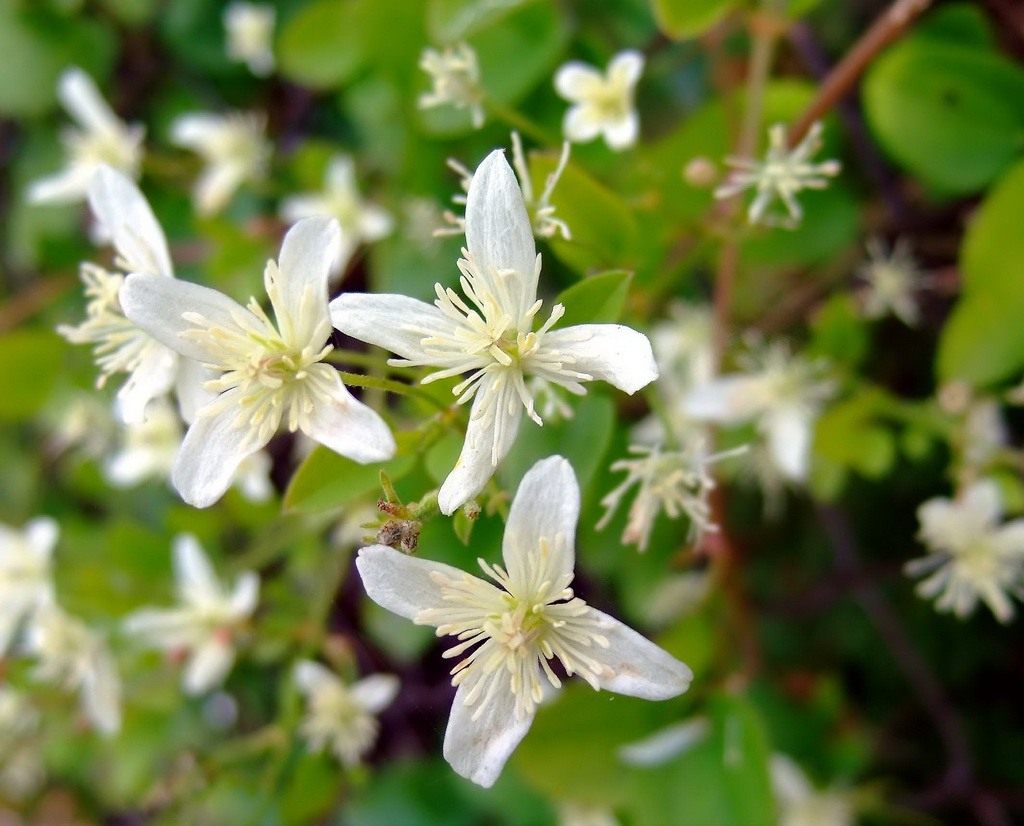 Ломонос сизый