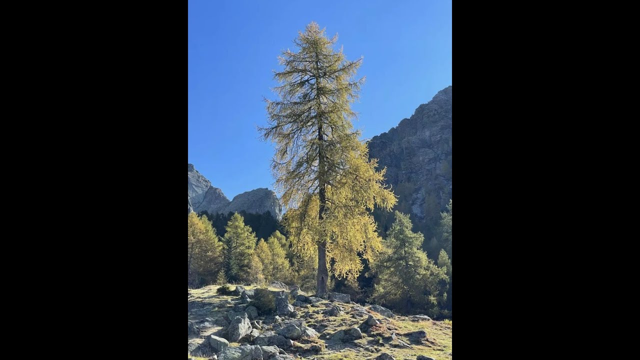 Лиственница европейская Лиственница европейская