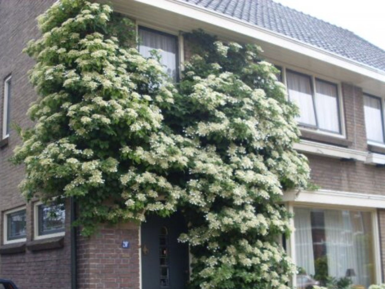 Гортензия черешковая Гортензия черешковая