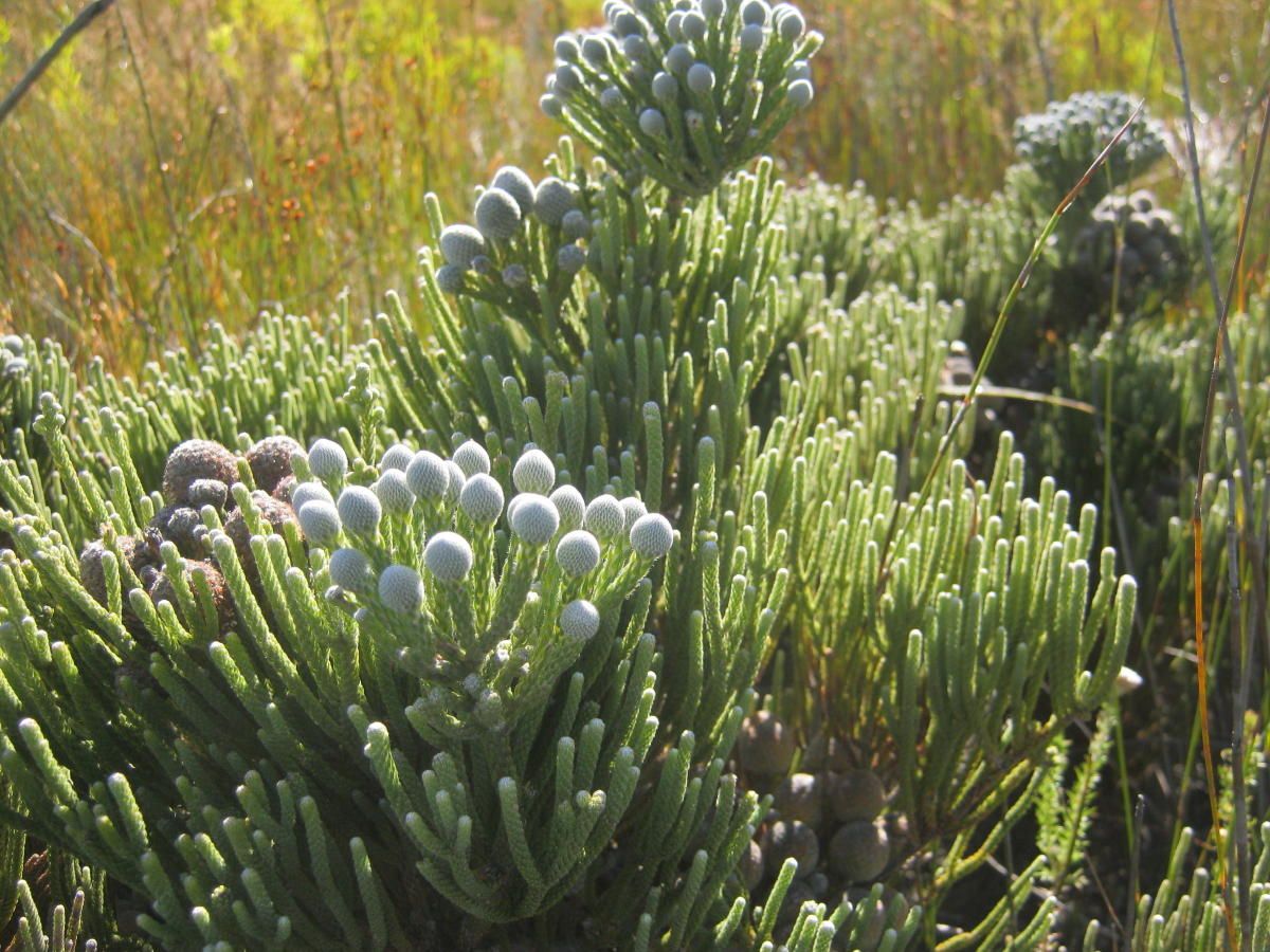 Бангия Бангия