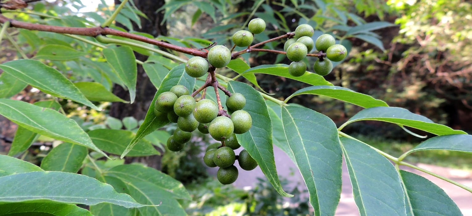 Бархат сахалинский Бархат сахалинский
