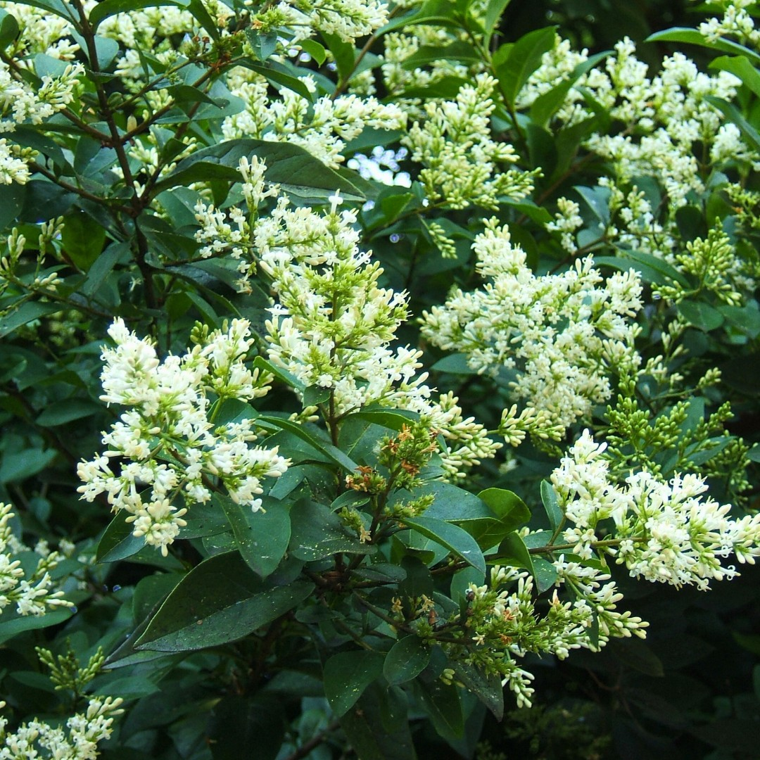 Бирючина Квихоу