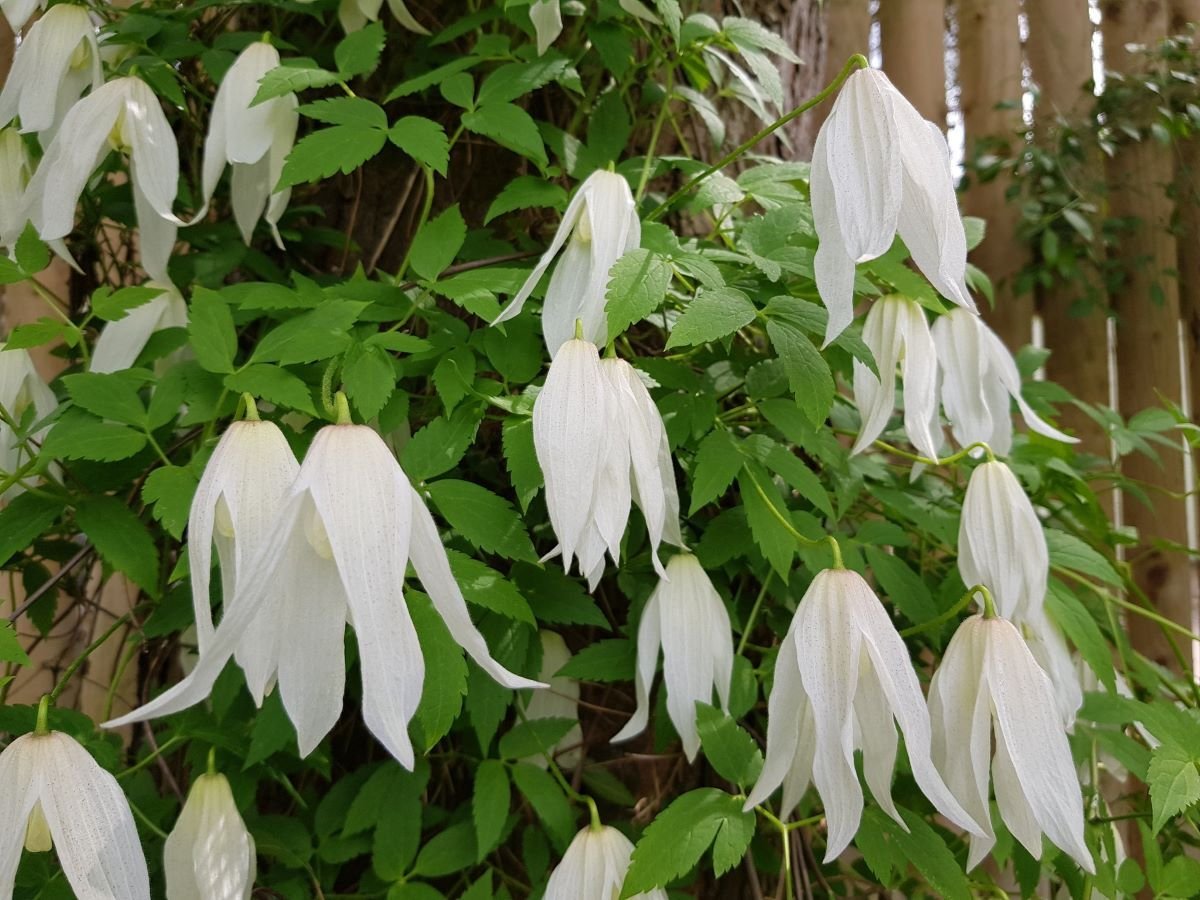 Княжик Арманда Княжик Арманда